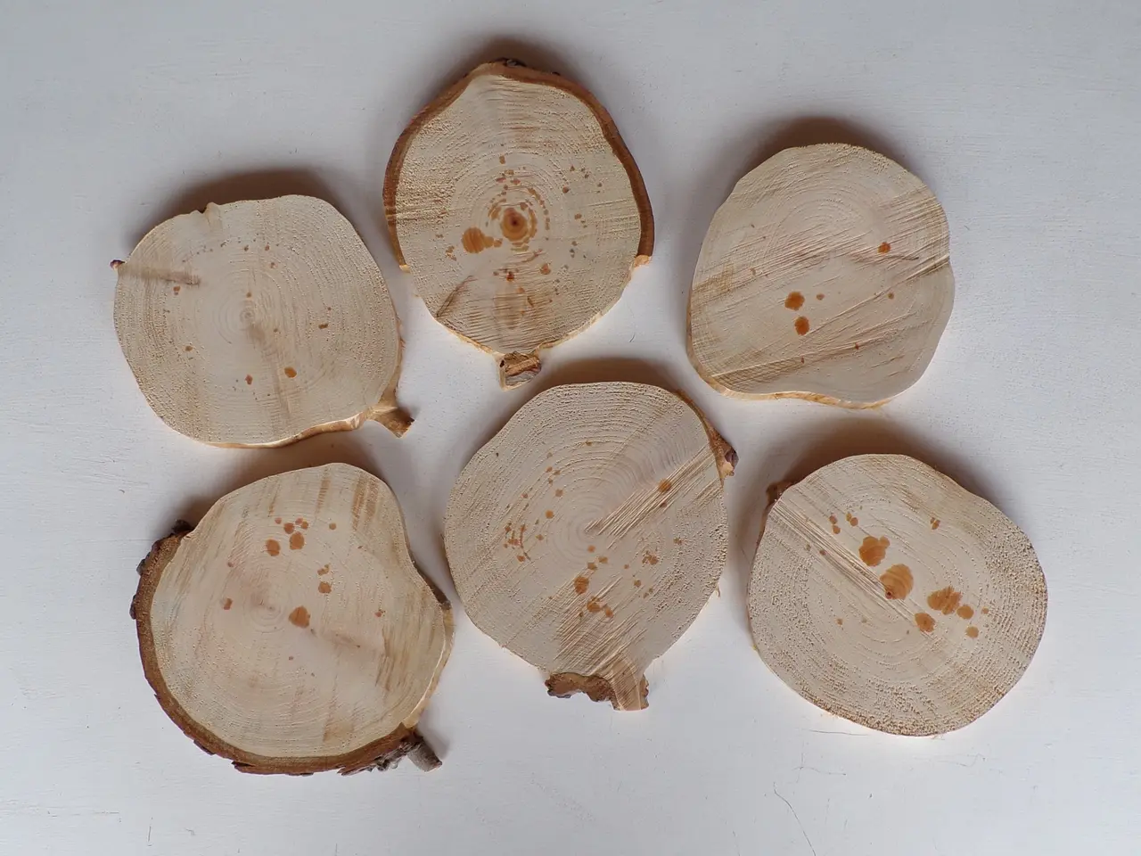 Billede 1 - 6 Thuja Træskiver med / uden bark - 18 - 19 cm