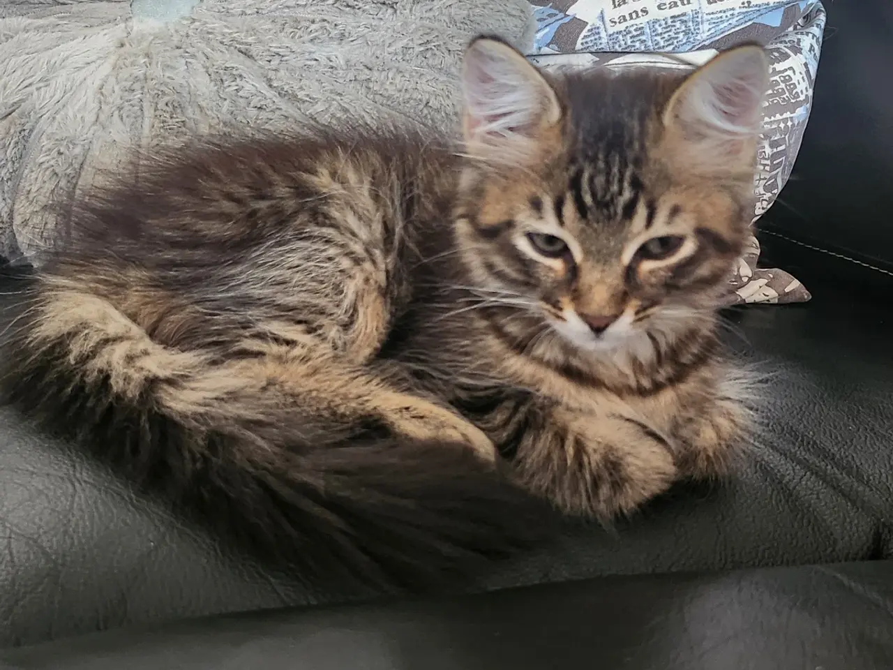 Billede 4 - Main coon cody