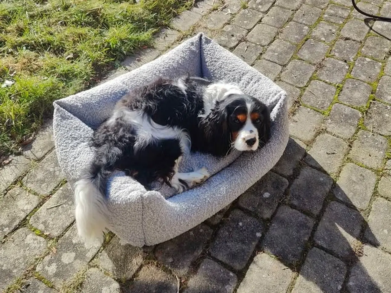 Billede 4 - Norddog hundekurv / hundeseng