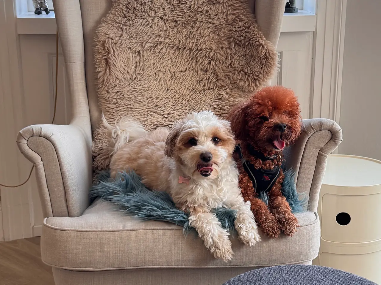 Billede 7 - Maltipoo-hvalpe søger deres familier