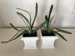 Aloe Vera planter i skjuler