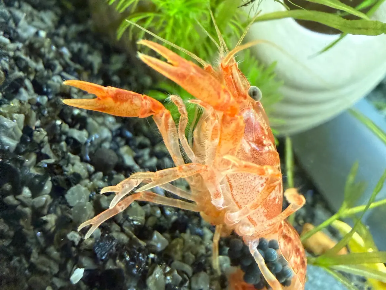 Billede 13 - 🦞 Flotte luksus orange CPO krebs🦞