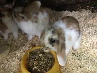 Minilop kaninunger