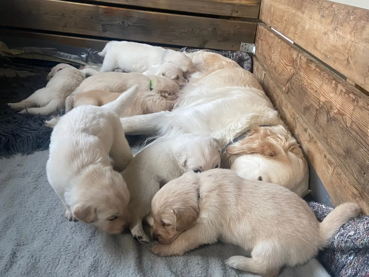 Billede 6 - Golden Retriever hvalpe 