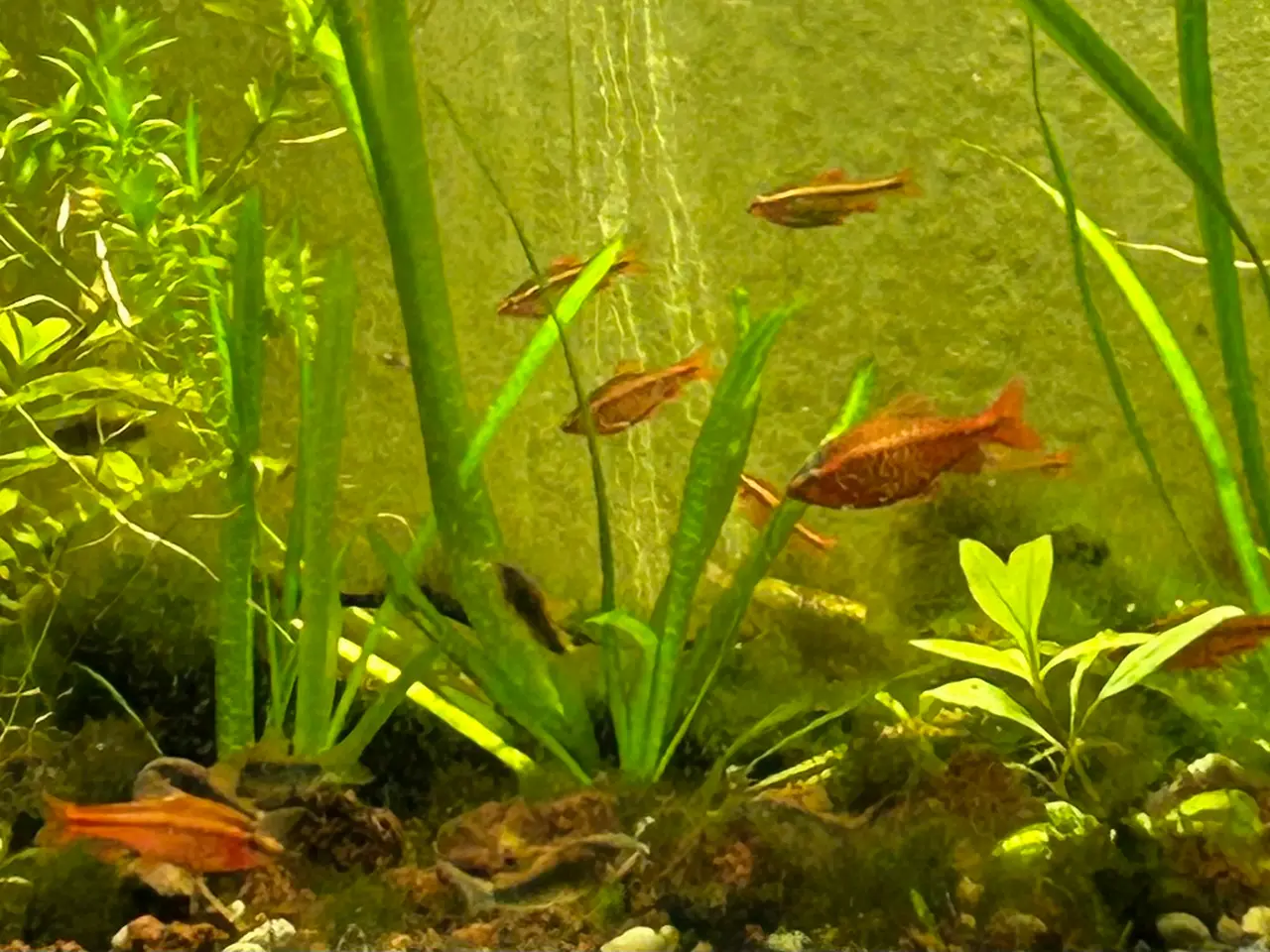 Billede 4 - 🍒🐟 Smukke Kirsebær Barber 🚨 Rolige akvariefisk