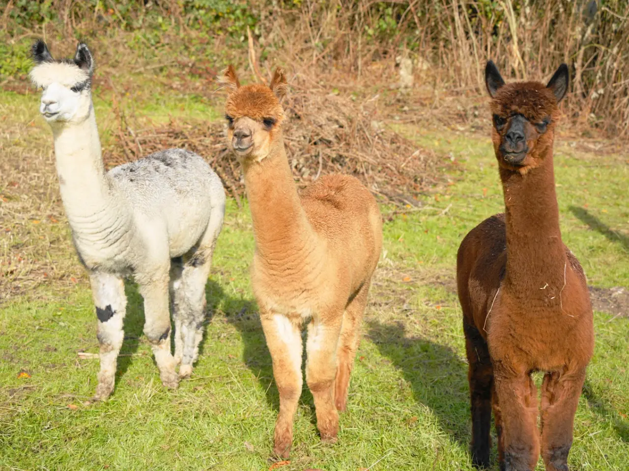 Billede 3 - Alpaca Grå avlshingst sælges