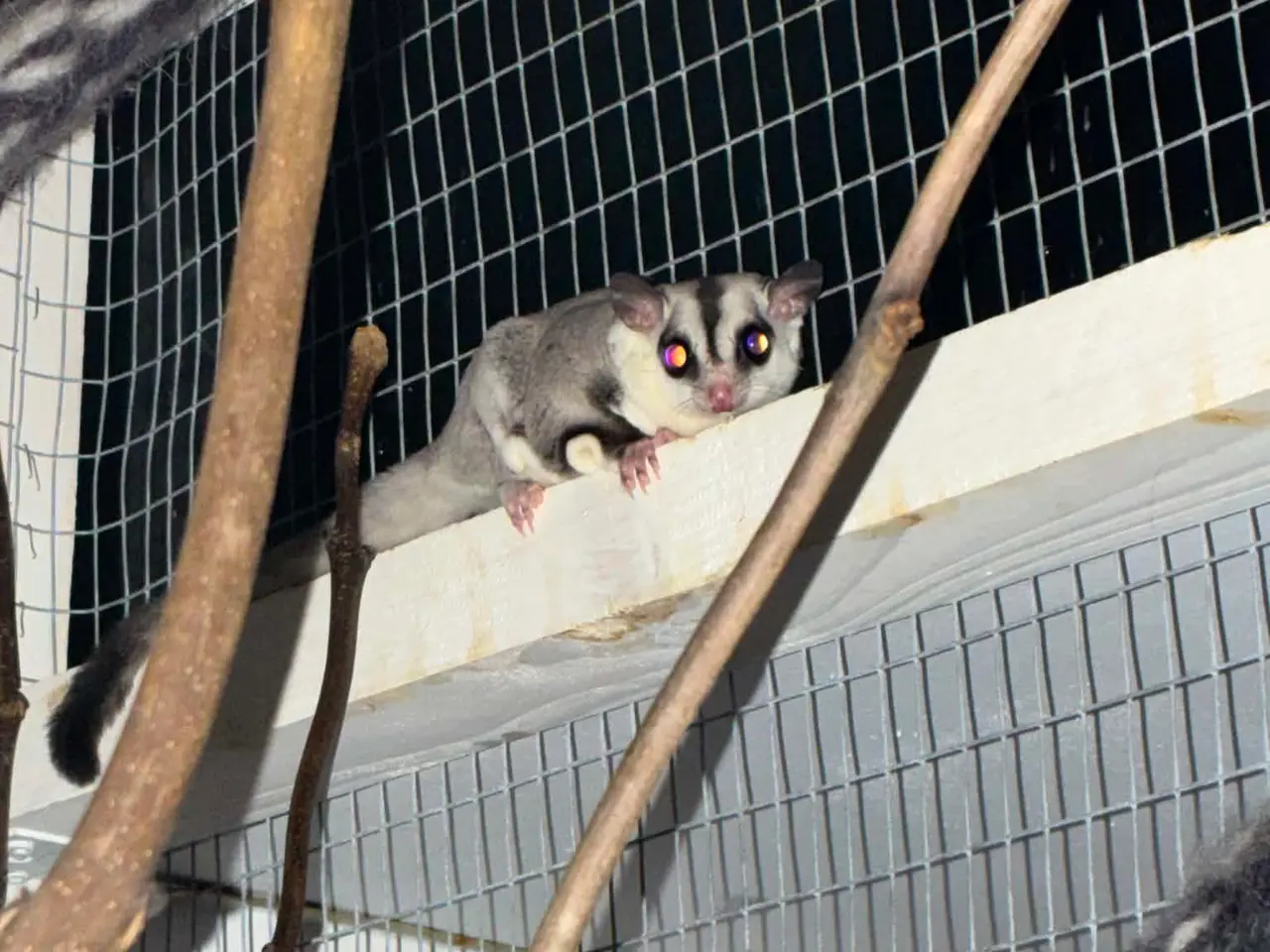 Billede 1 - sugarglider der søger nyt hjem