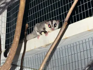 sugarglider der søger nyt hjem