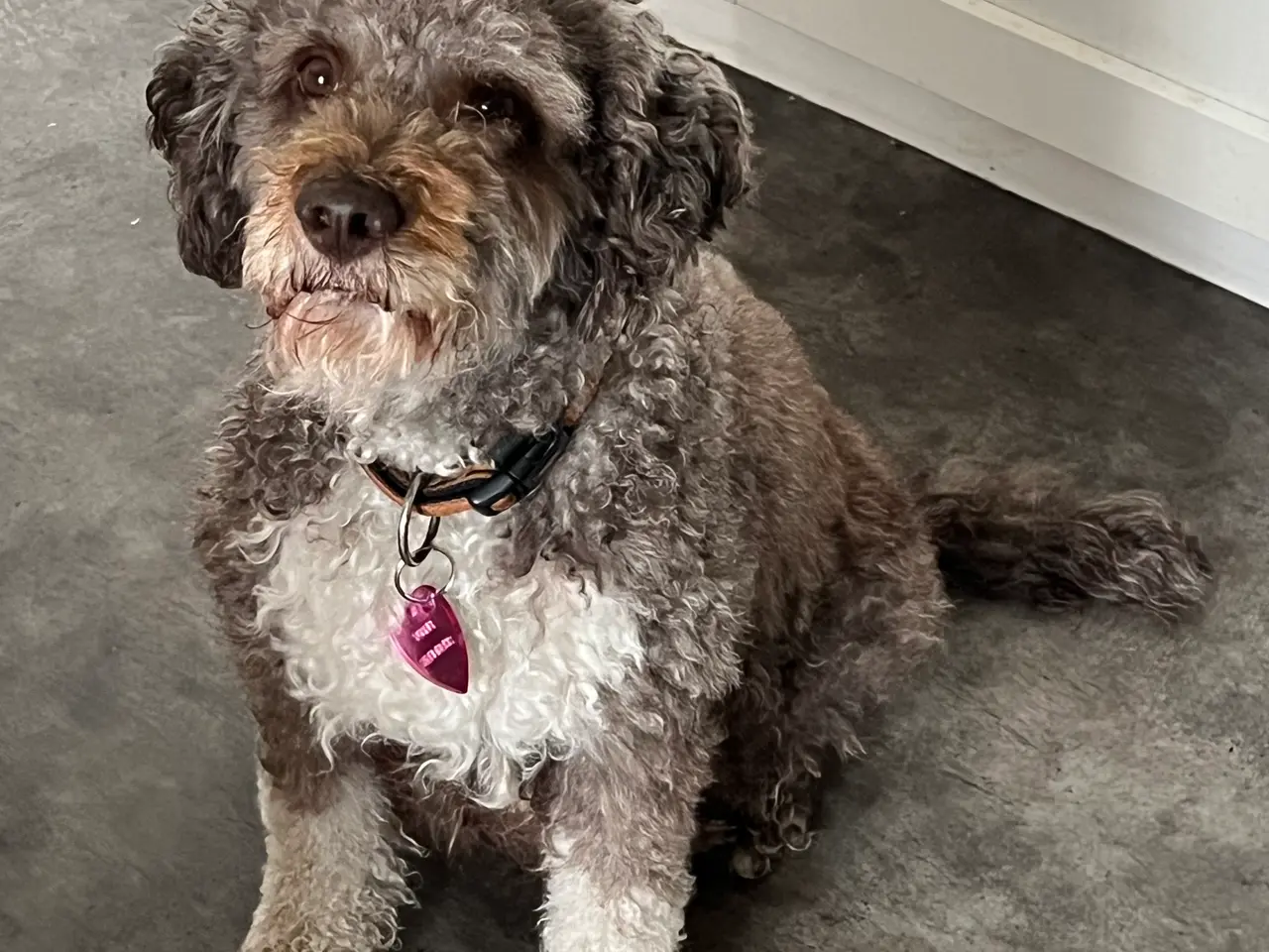 Billede 8 - Labradoodle hvalpe