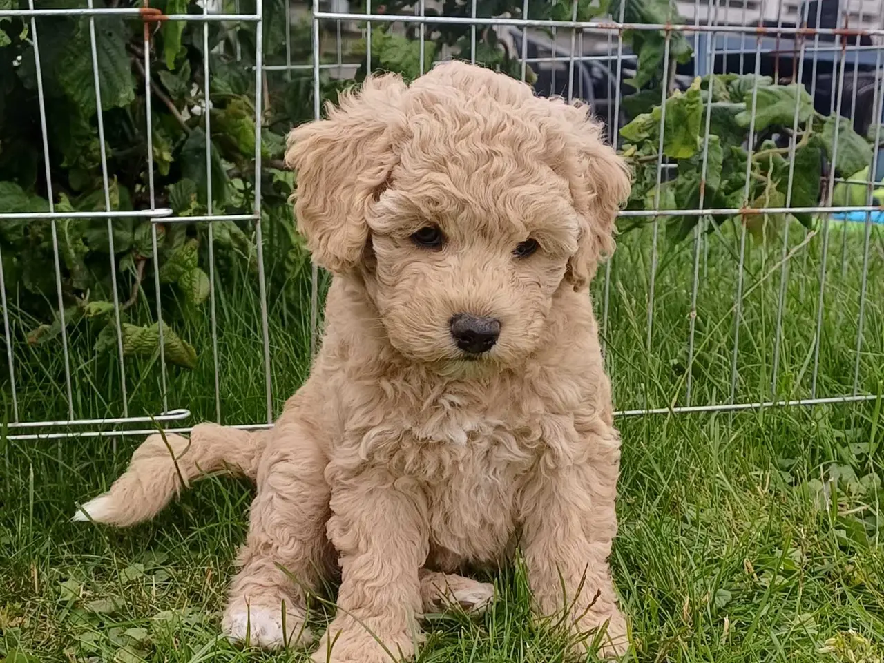 Billede 17 - Doodle / cockapoo hvalpe