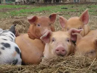 Grise 10. Duroc,Pietrain og gammel dansk