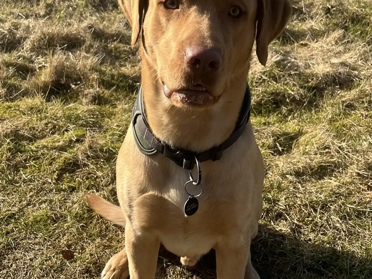 Billede 4 - Rød/gul labrador tilbydes til parring