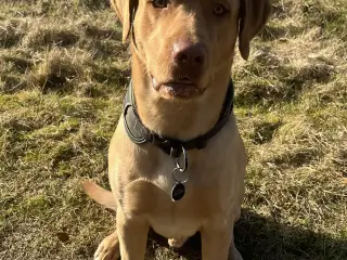 Rød/gul labrador tilbydes til parring