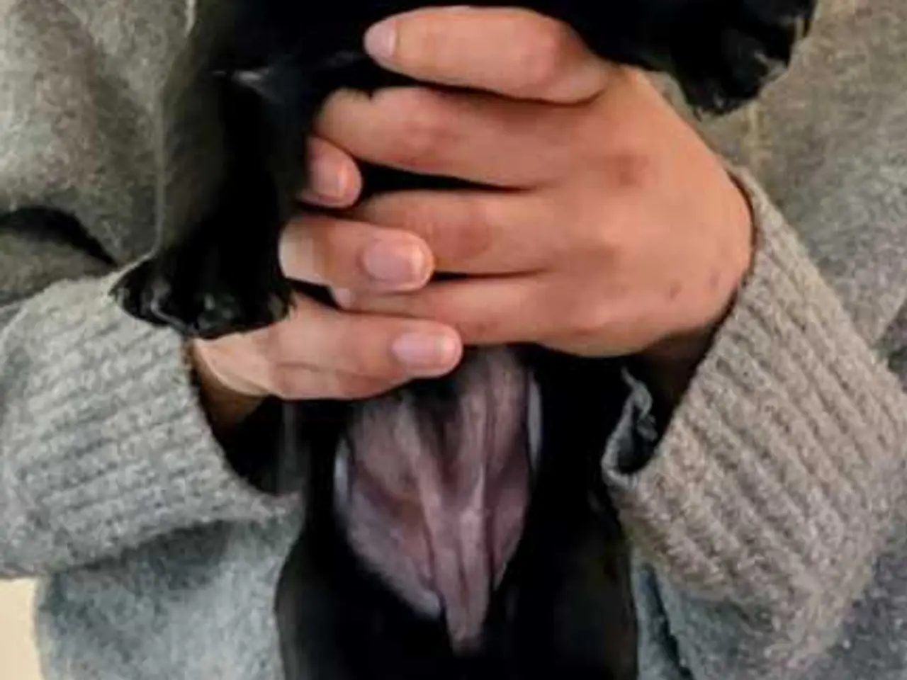 Billede 2 - Sorte labrador hvalpe