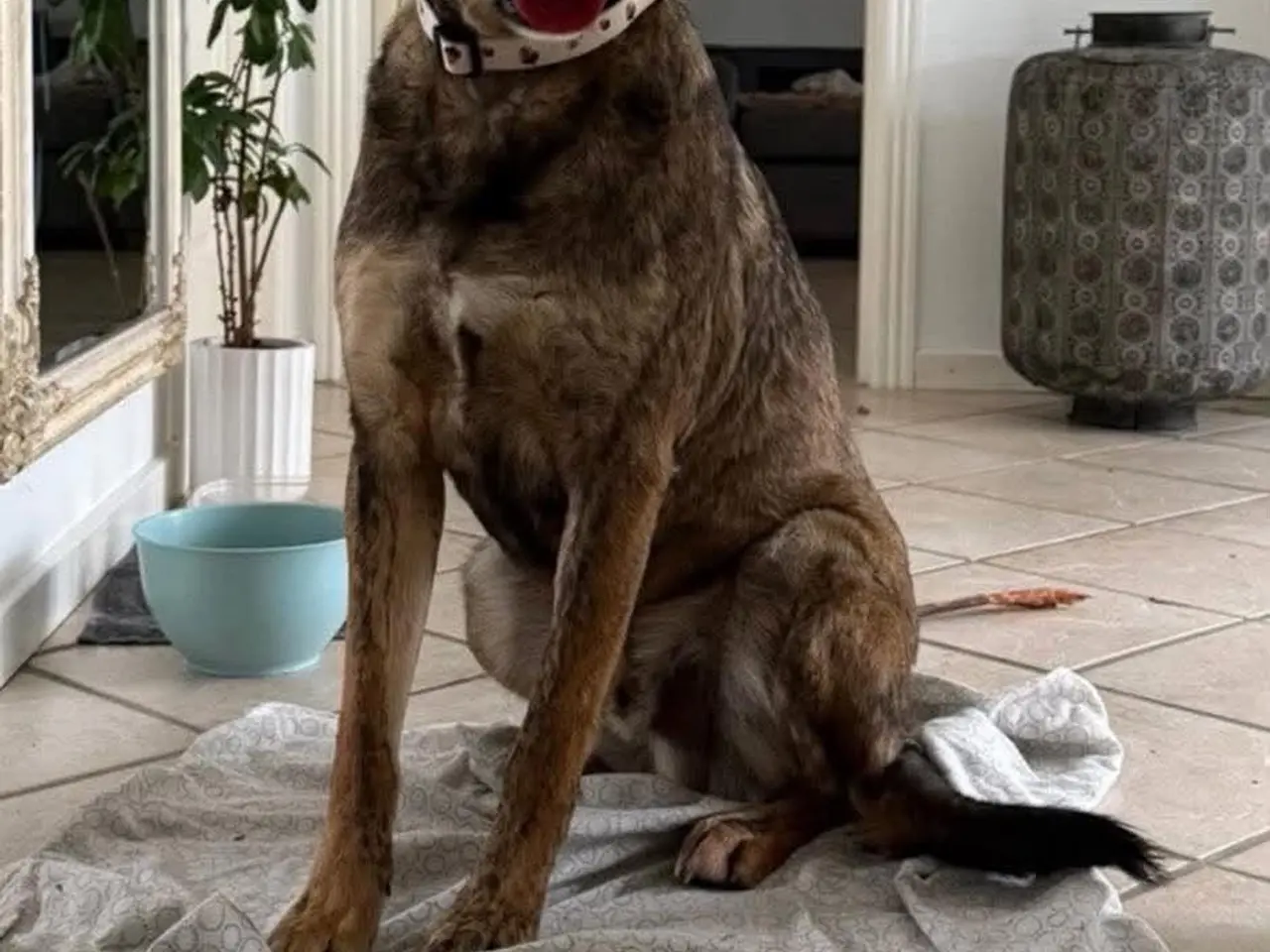 Billede 1 - Milde Pane søger nyt hjem 💙🐾