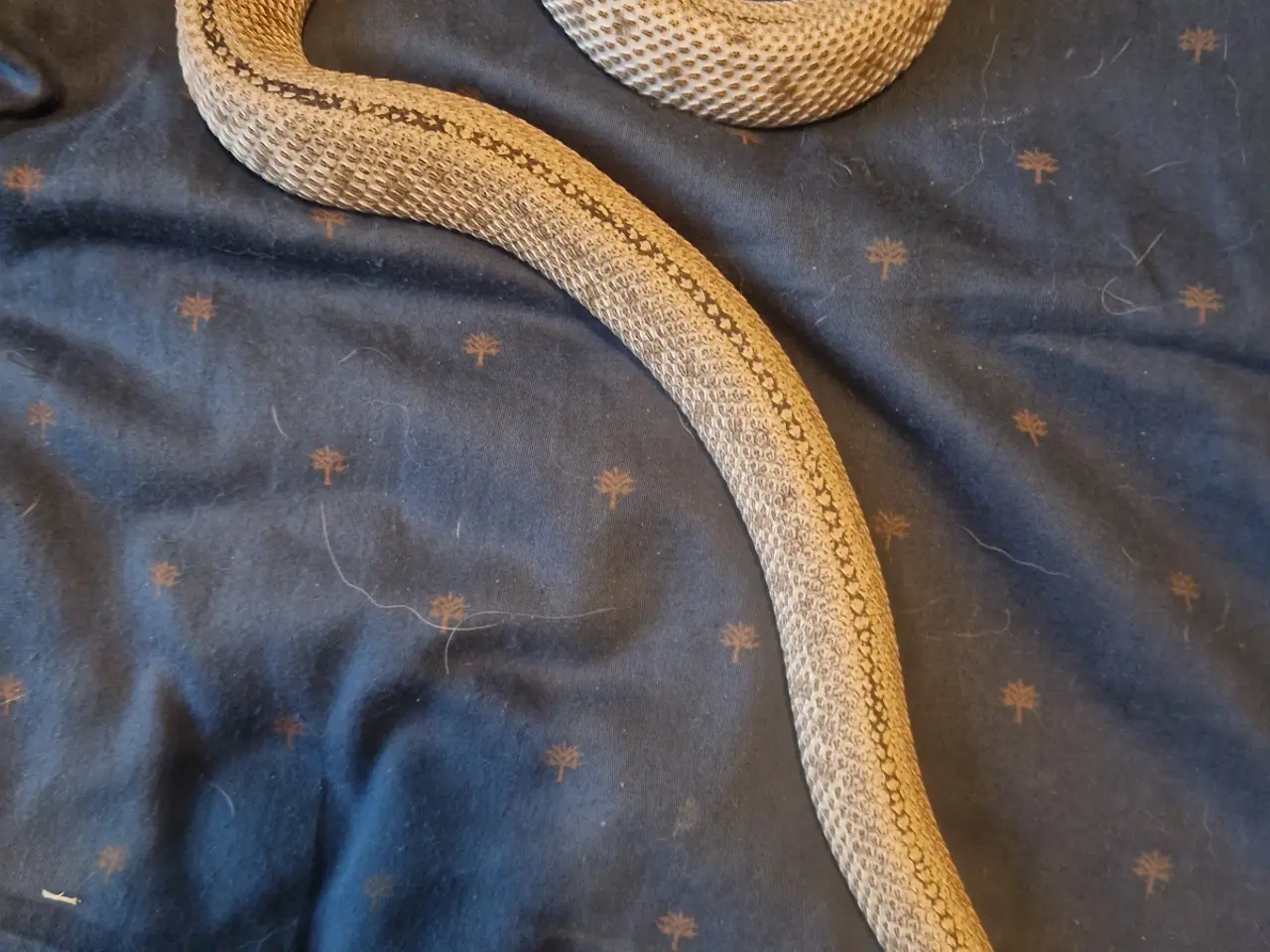 Billede 5 - 0.1 Trynesnog Arctic Anaconda (med eller uden terr
