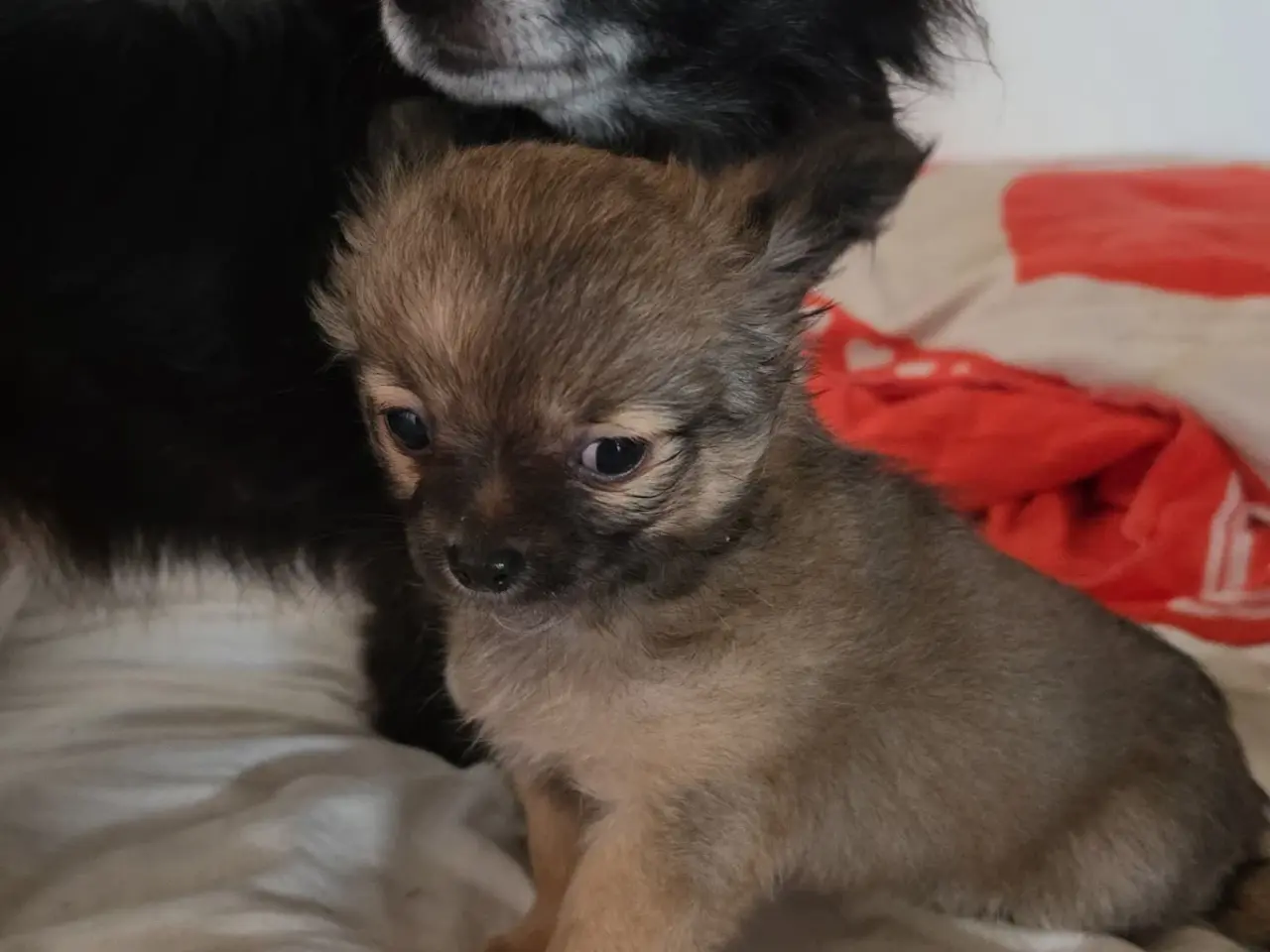 Billede 3 - Langhåret Chihuahua hvalp