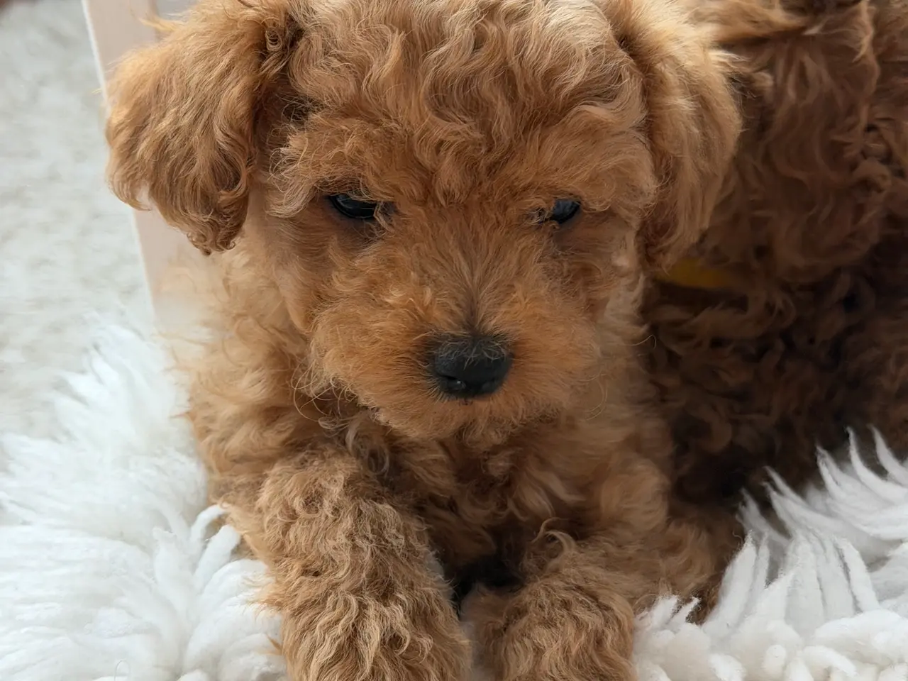 Billede 11 -  Søde Mini Maltipoo hvalpe til salg