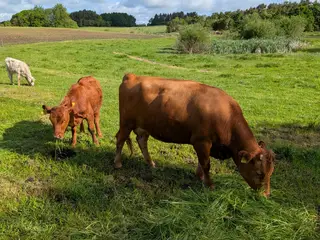 Dexter kø´er & Kvier