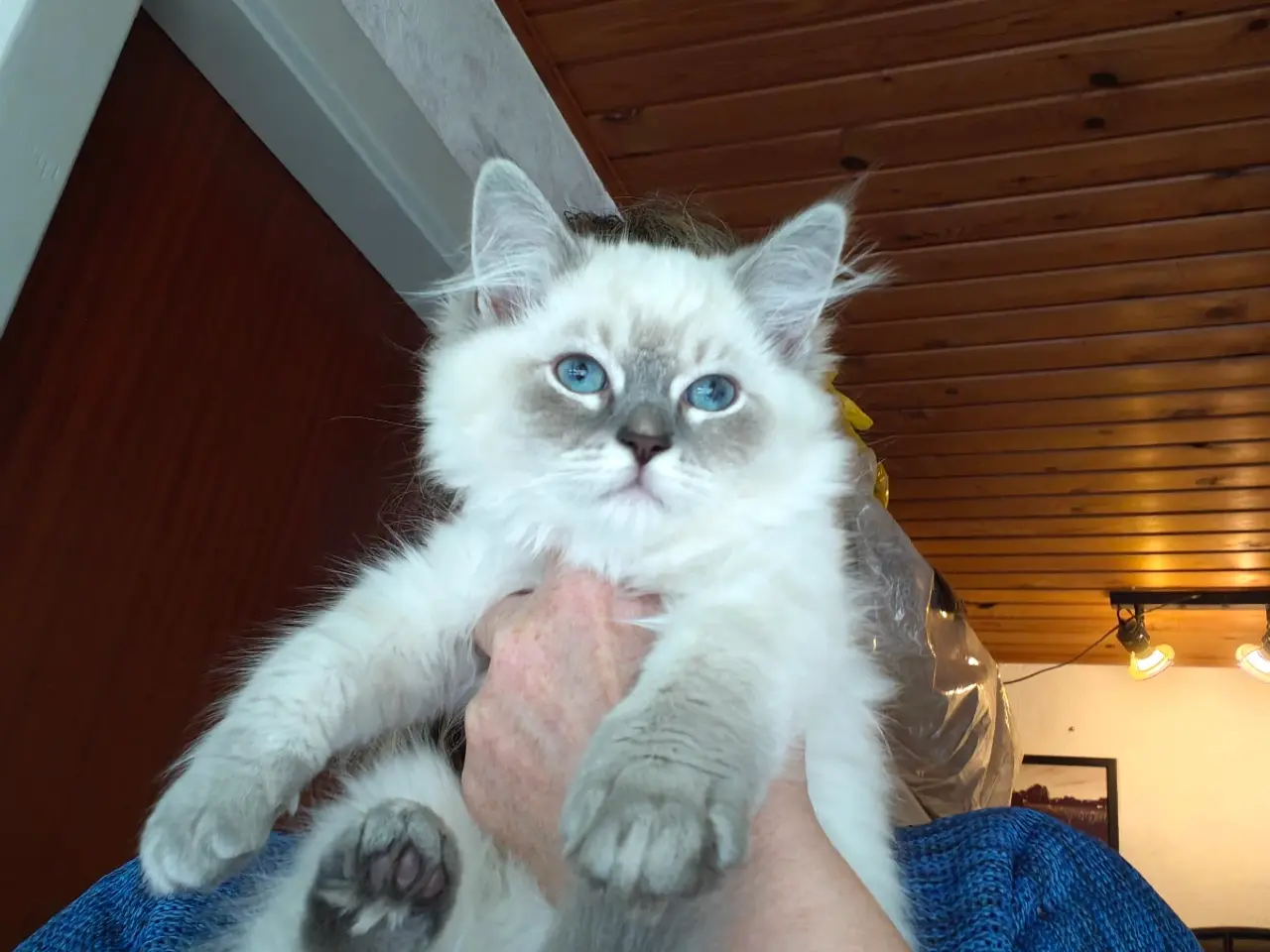 Billede 1 - Ragdoll far Ragdoll-Skovkat mor. 2 skønne killinge