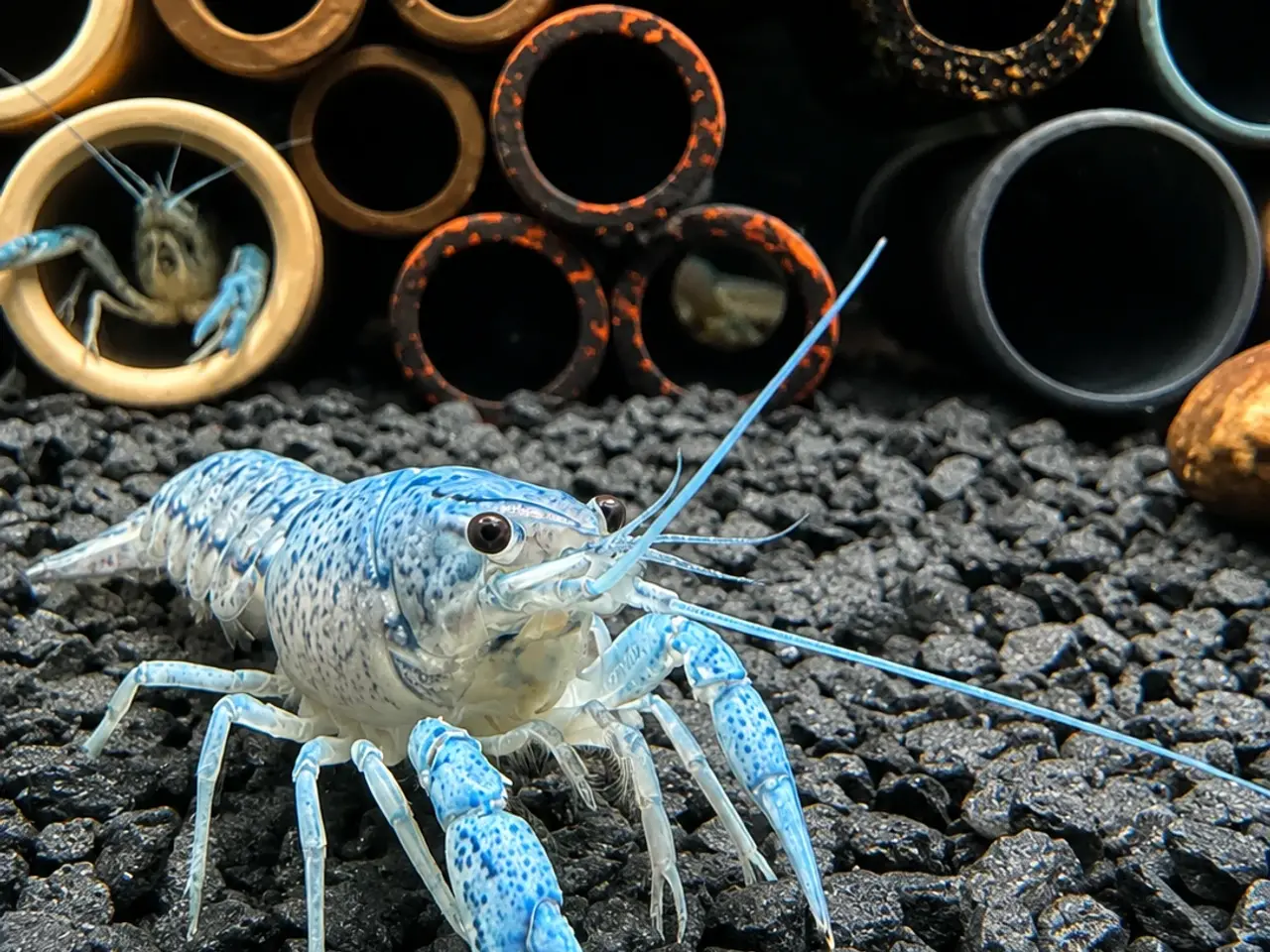 Billede 4 - đ±Wow FLOTTE BlĂ„ Florida Krebs Procambarus alleni