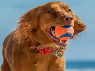 Chuckit bolde - hundetræning