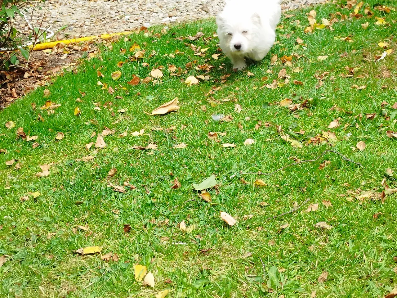 Billede 4 - Malteser/Coton de Tulear