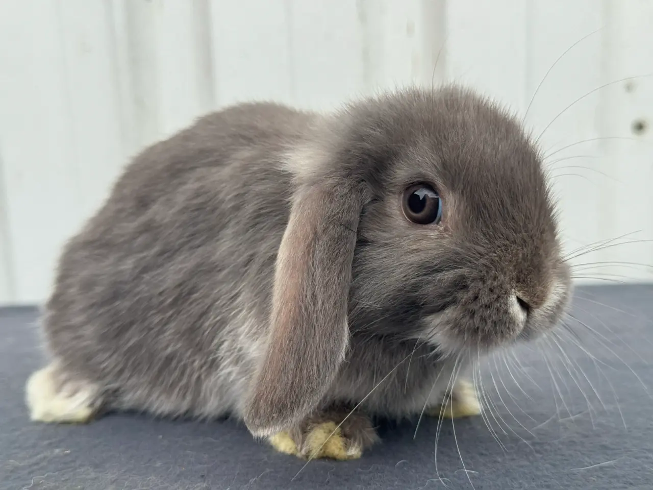 Billede 1 - Mini lop hunkanin
