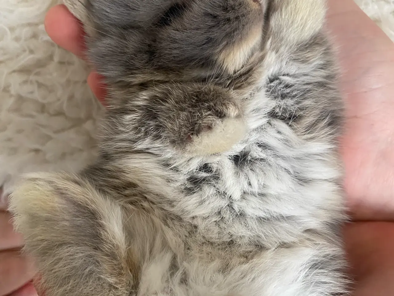 Billede 11 - Mini lop kanin unger