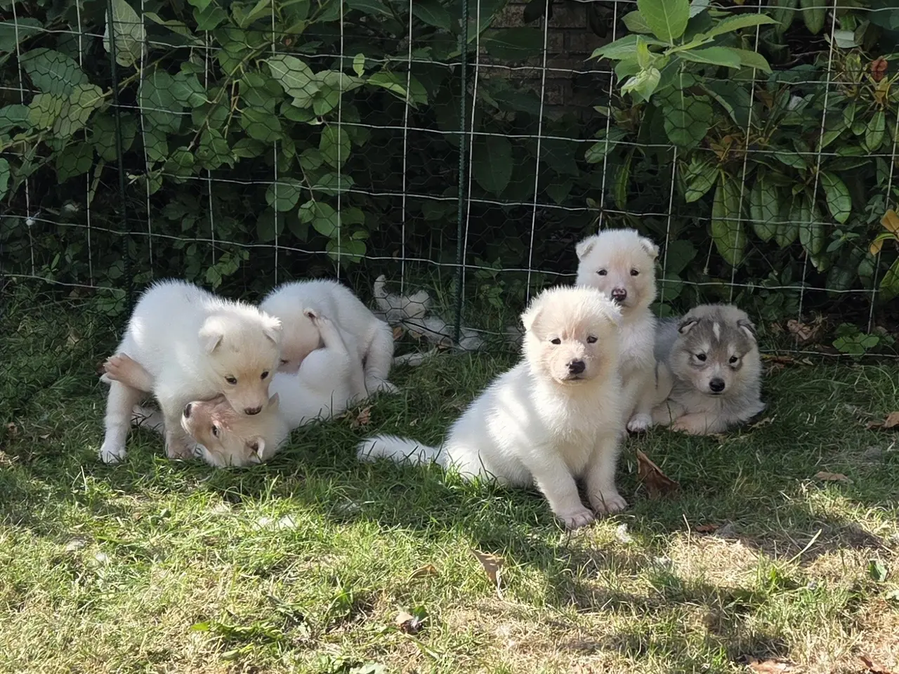 Billede 10 - Siberian husky og samojede hvalpe sælges