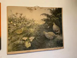 Anskuelsestavle vagtler