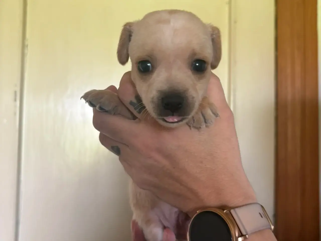 Billede 3 - Dværg pincher/dansk svensk gårdhund blanding.