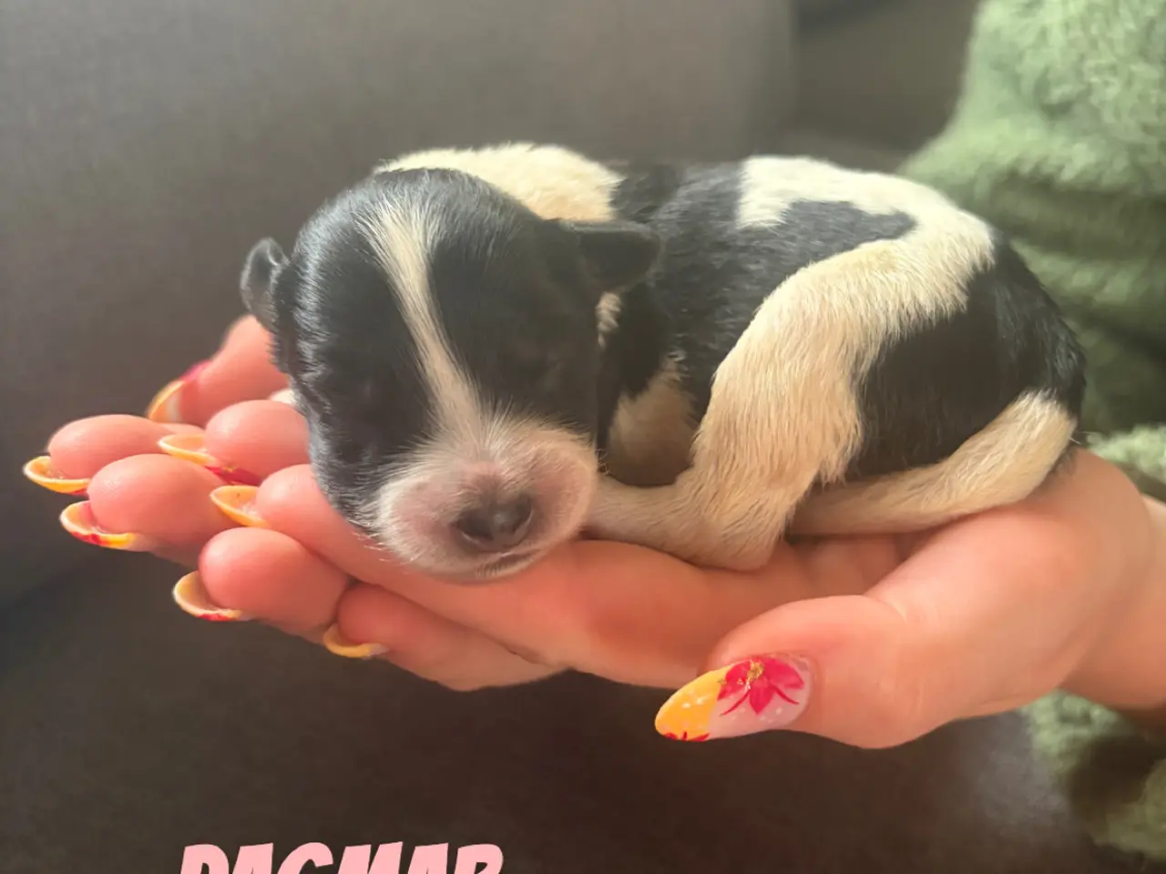 Billede 5 - Schapendoes/samojede hvalpe🐶🐾