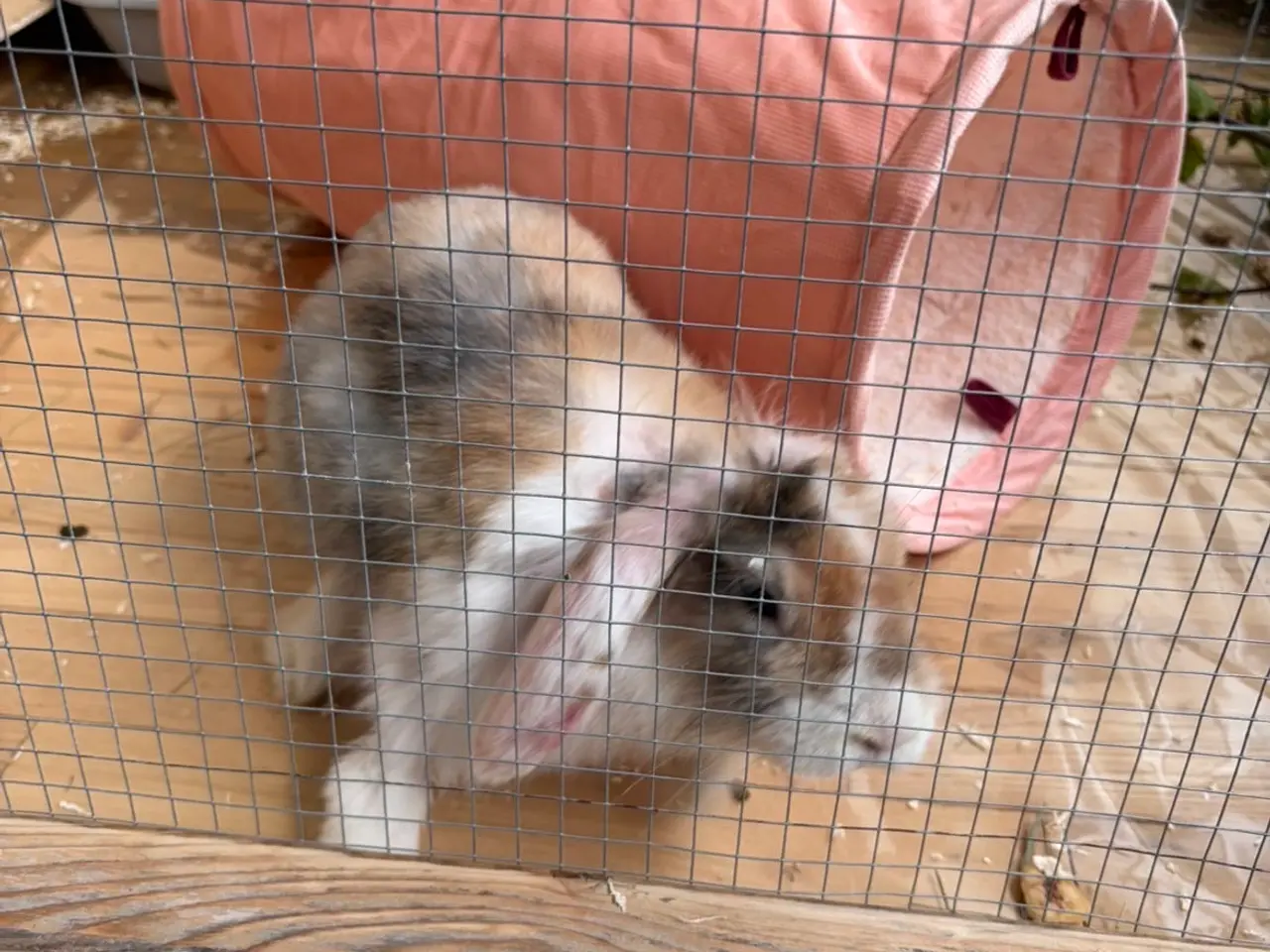 Billede 4 - Sød 1-årig han-kanin søger nyt hjem 🐰