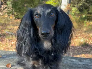 Gravhund tilbydes til parring
