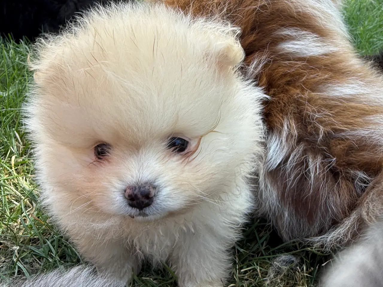 Billede 5 - Pomeranian
