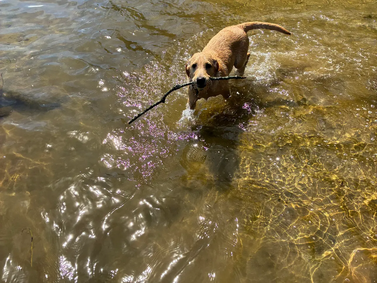 Billede 4 - Labrador hvalp han hund 
