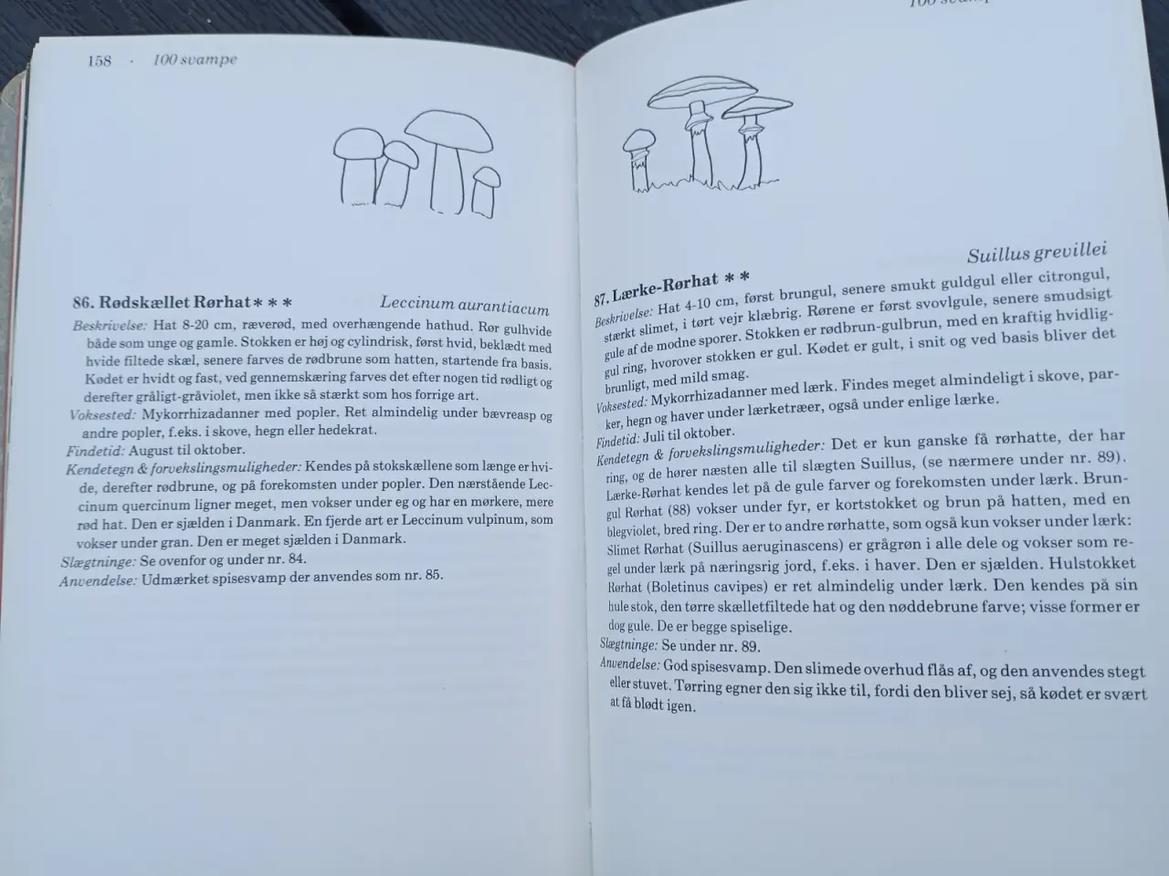 Billede 7 - Svampe i vor natur