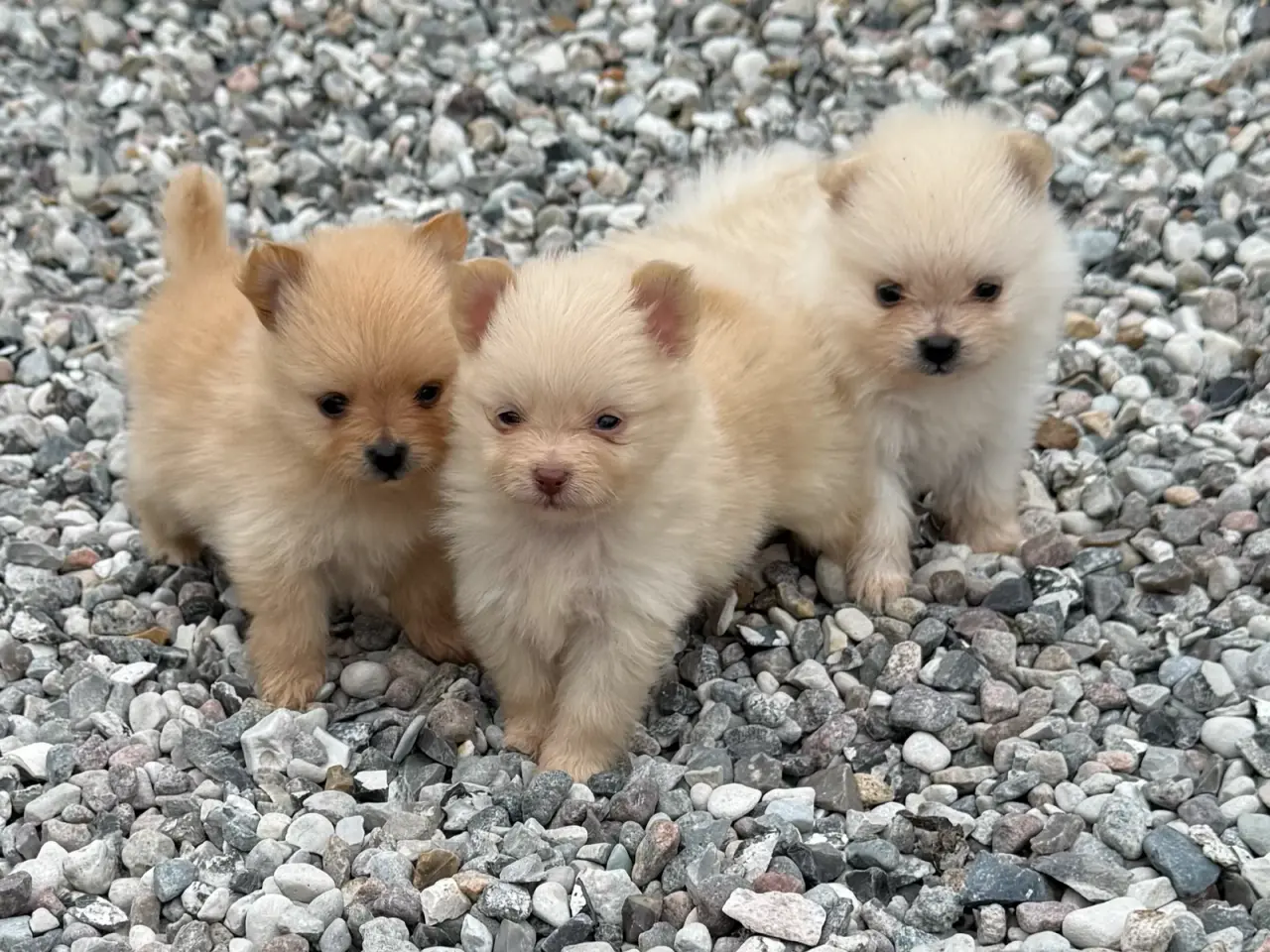Billede 2 - Pomeranian