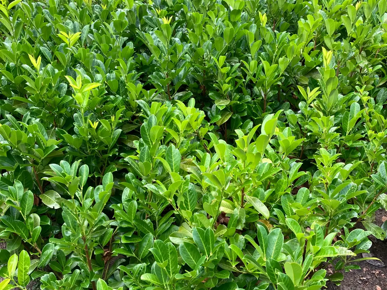 Billede 1 - Laurbær/kirsebær hækplanter