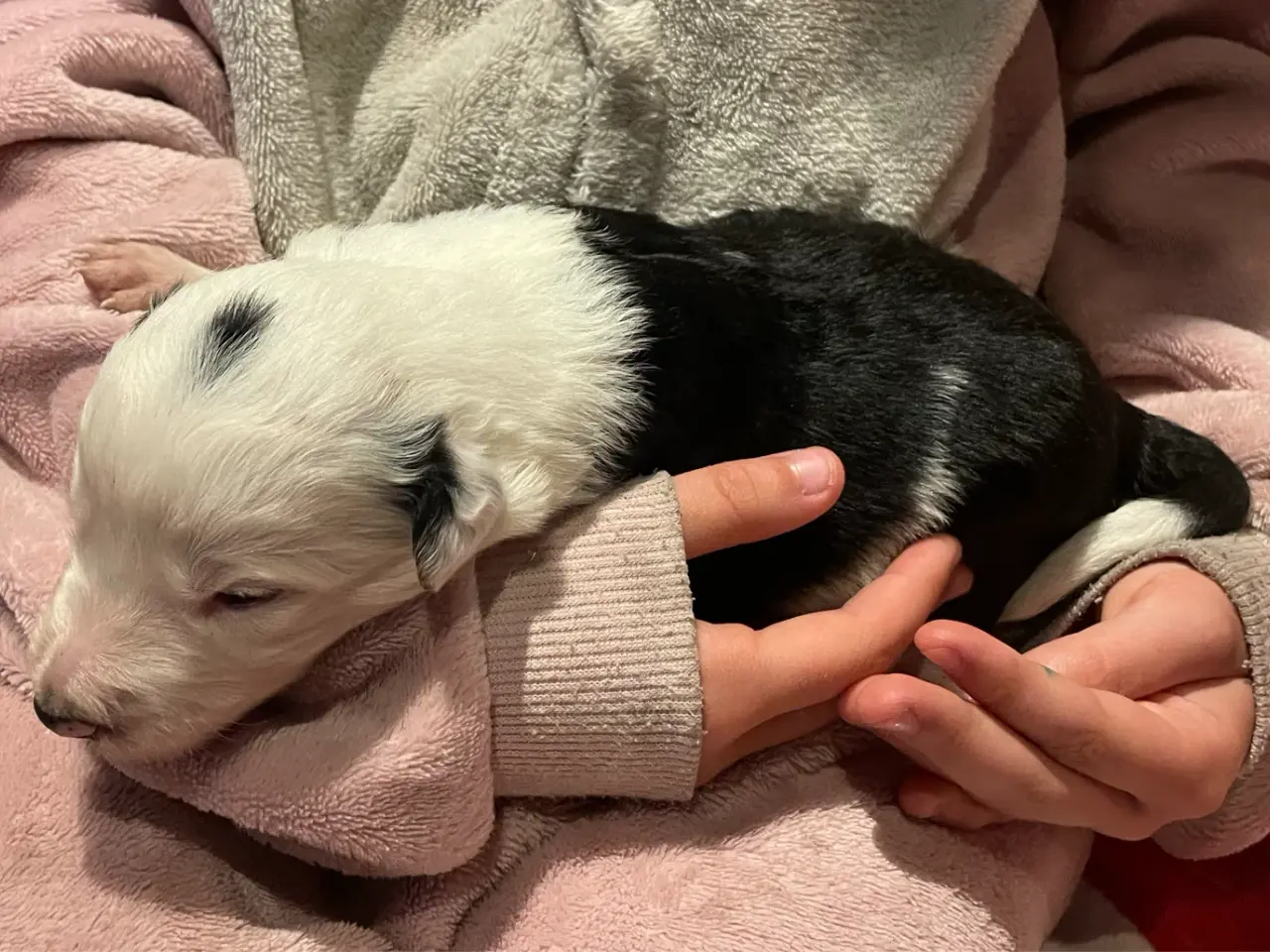 Billede 4 - Border collie valpar
