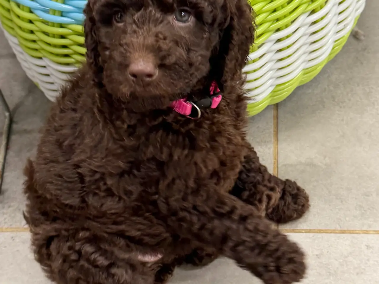 Billede 8 - 🤎🐾 5 skønne Cockapoo-piger i chokoladebrun 🐾🤎