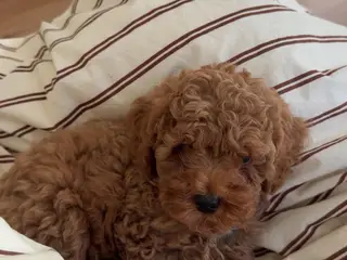 Cavapoo hvalp F2B - 2
