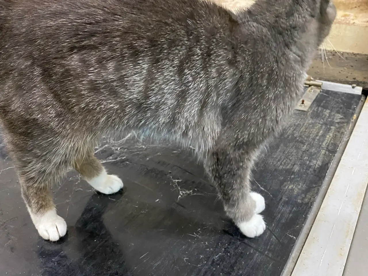 Billede 1 - Staldkat hun