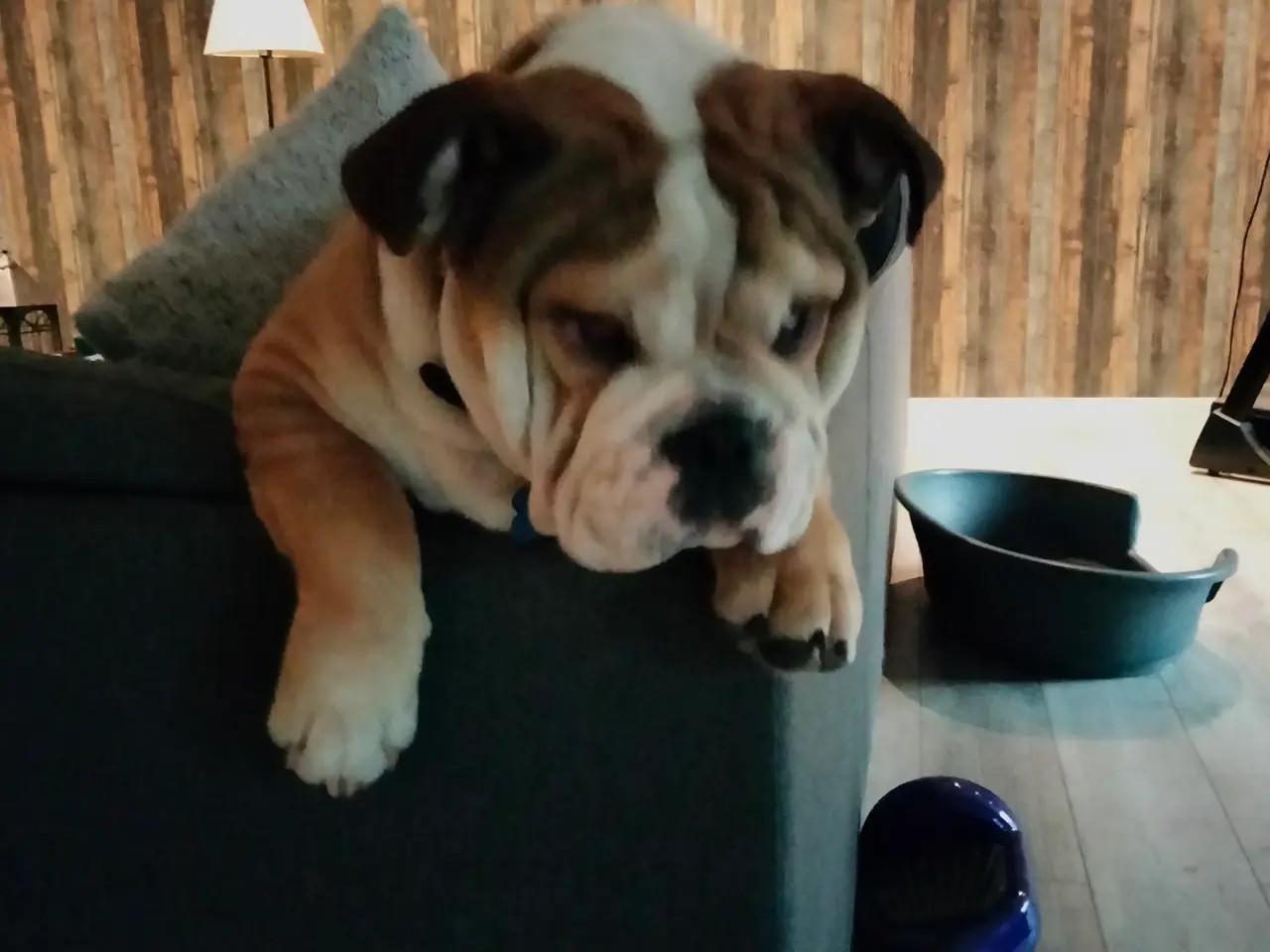 Billede 3 - Engelsk bulldog 