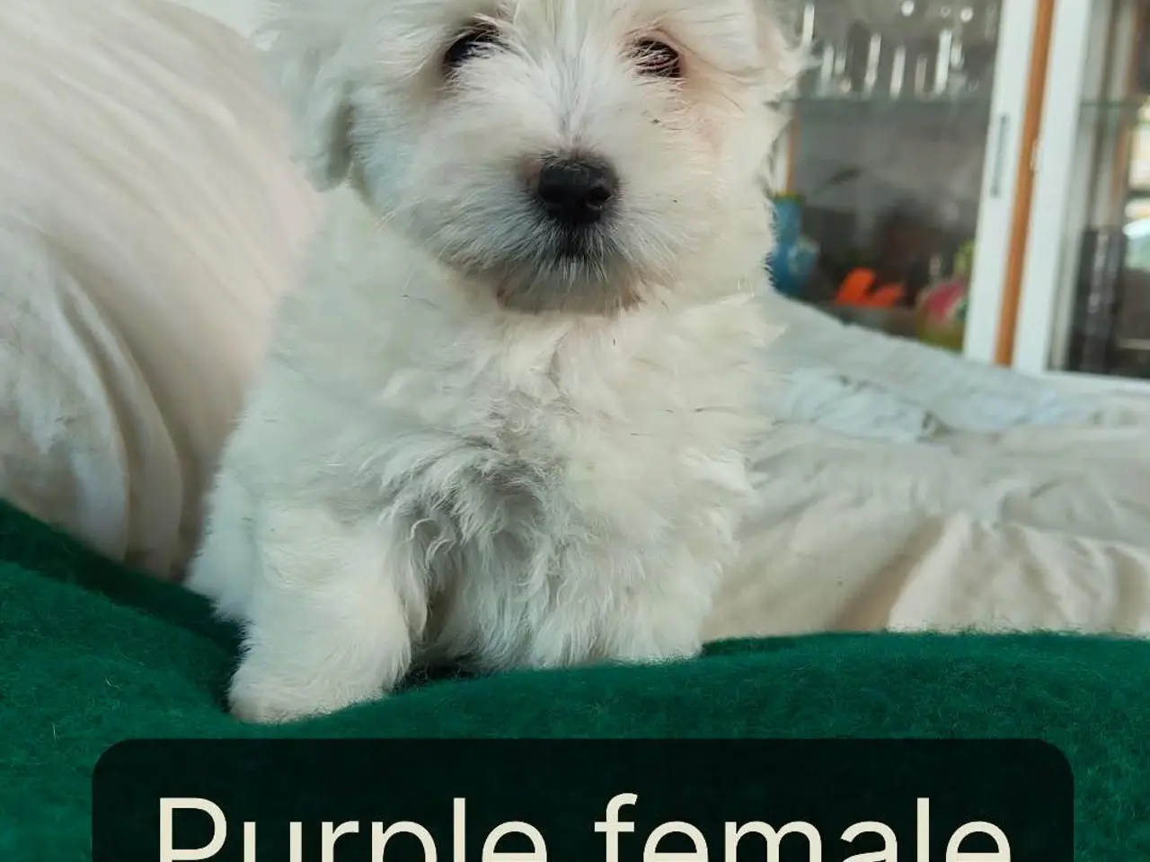 Billede 2 - Coton de Tulear hvalpe 8 uger