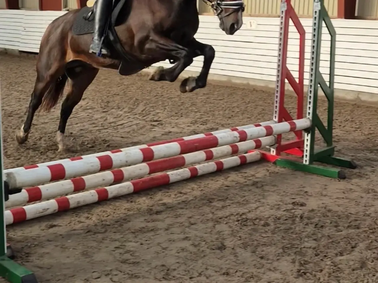 Billede 3 - Sød welsh cob hoppe sælges