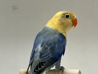 Dværgpapegøje Turkis Violblå Opaline