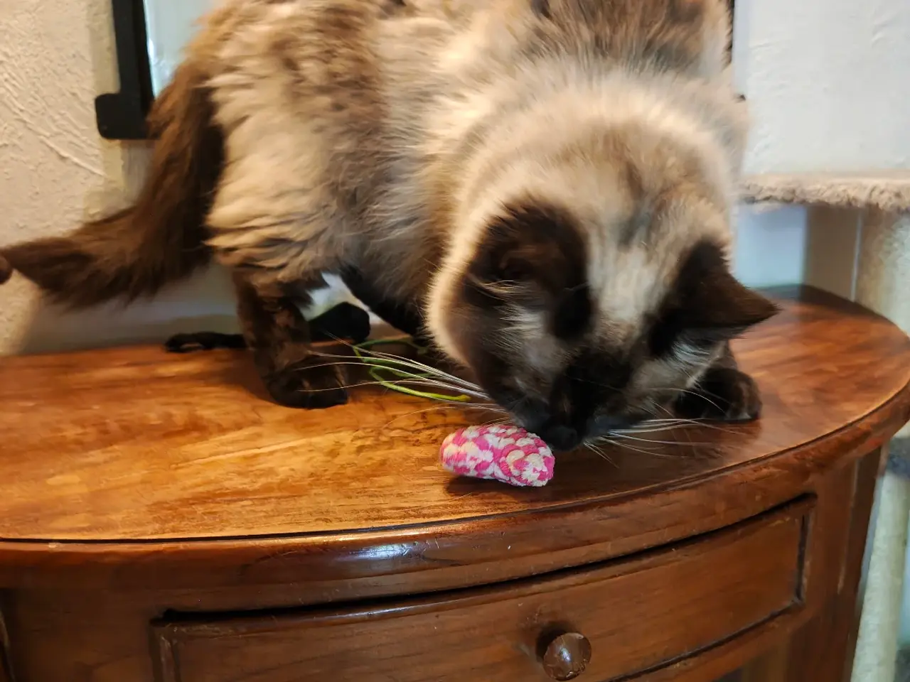 Billede 5 - Ragdoll hun'ung,kat fra d.28-3-25