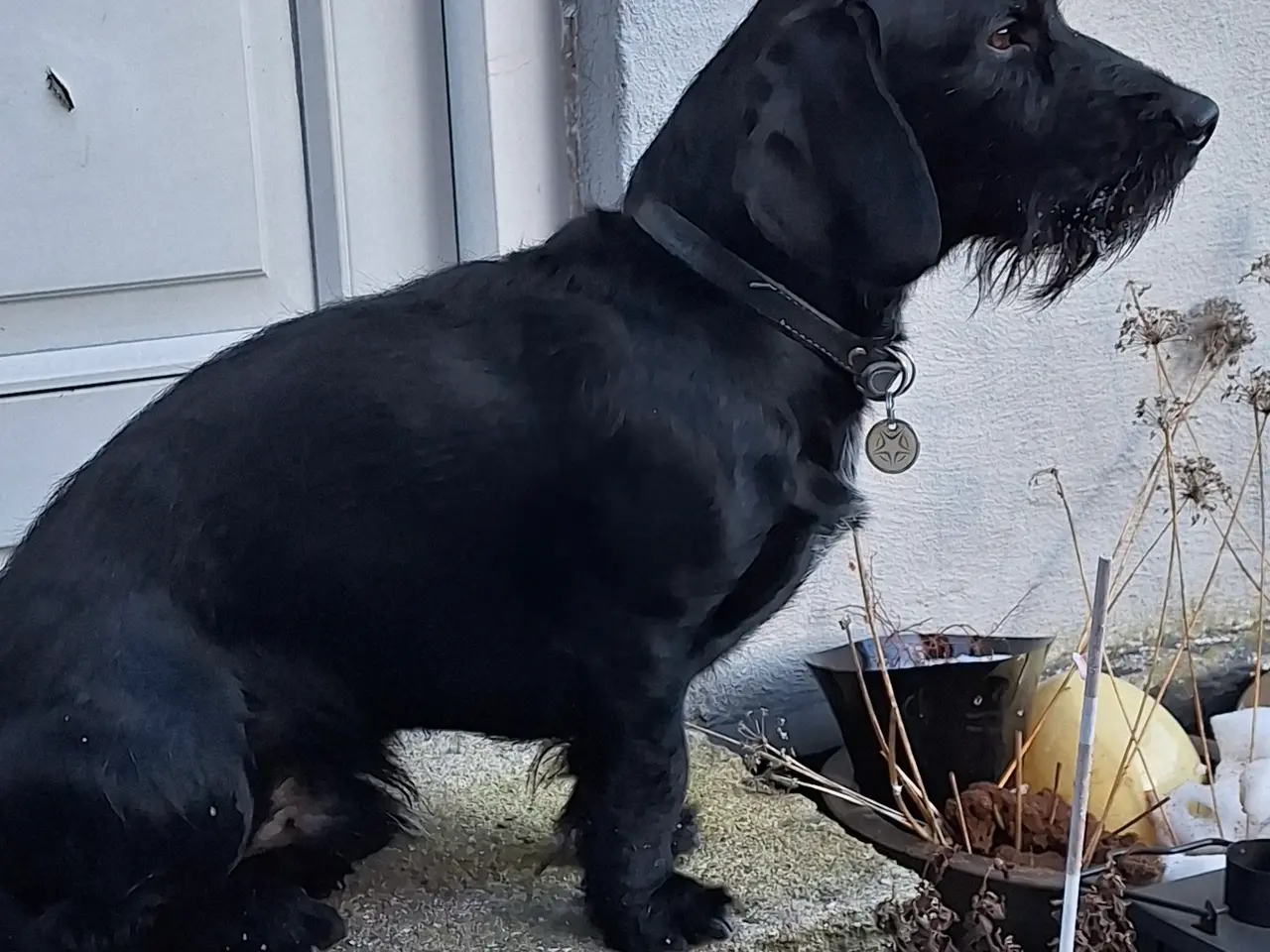 Billede 6 - DS/cockerspanielblanding